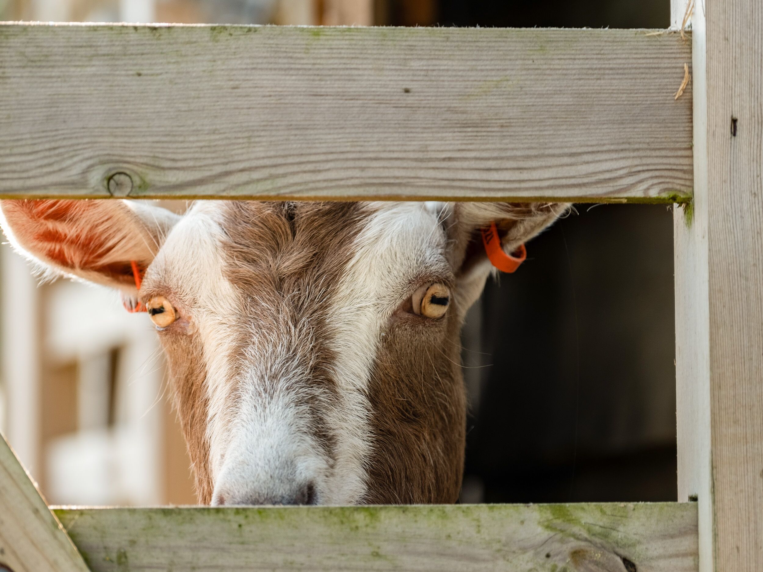 A close-up of a goat's face peeking through a wooden fence.