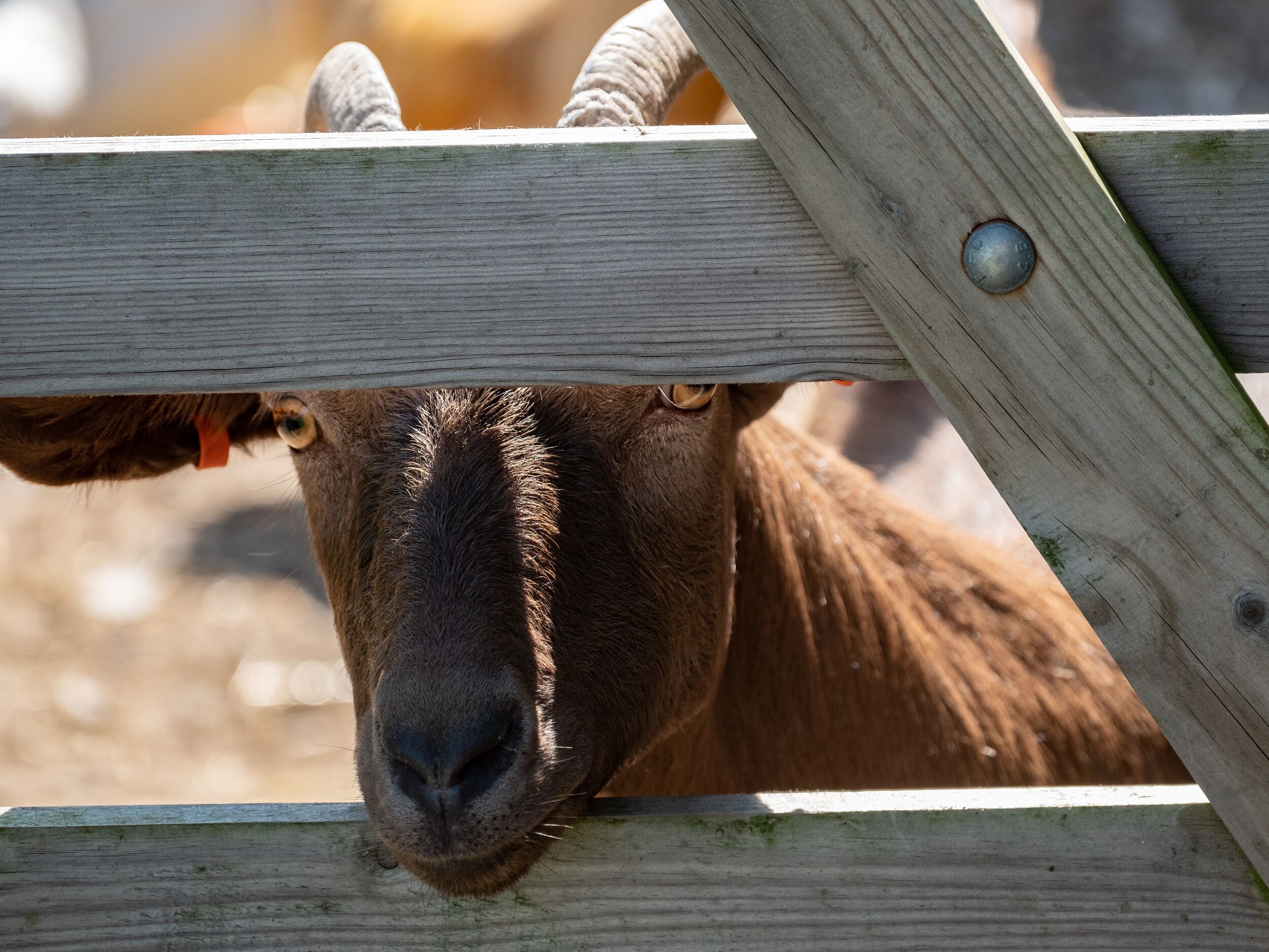 A goat peeking over a wooden fence.