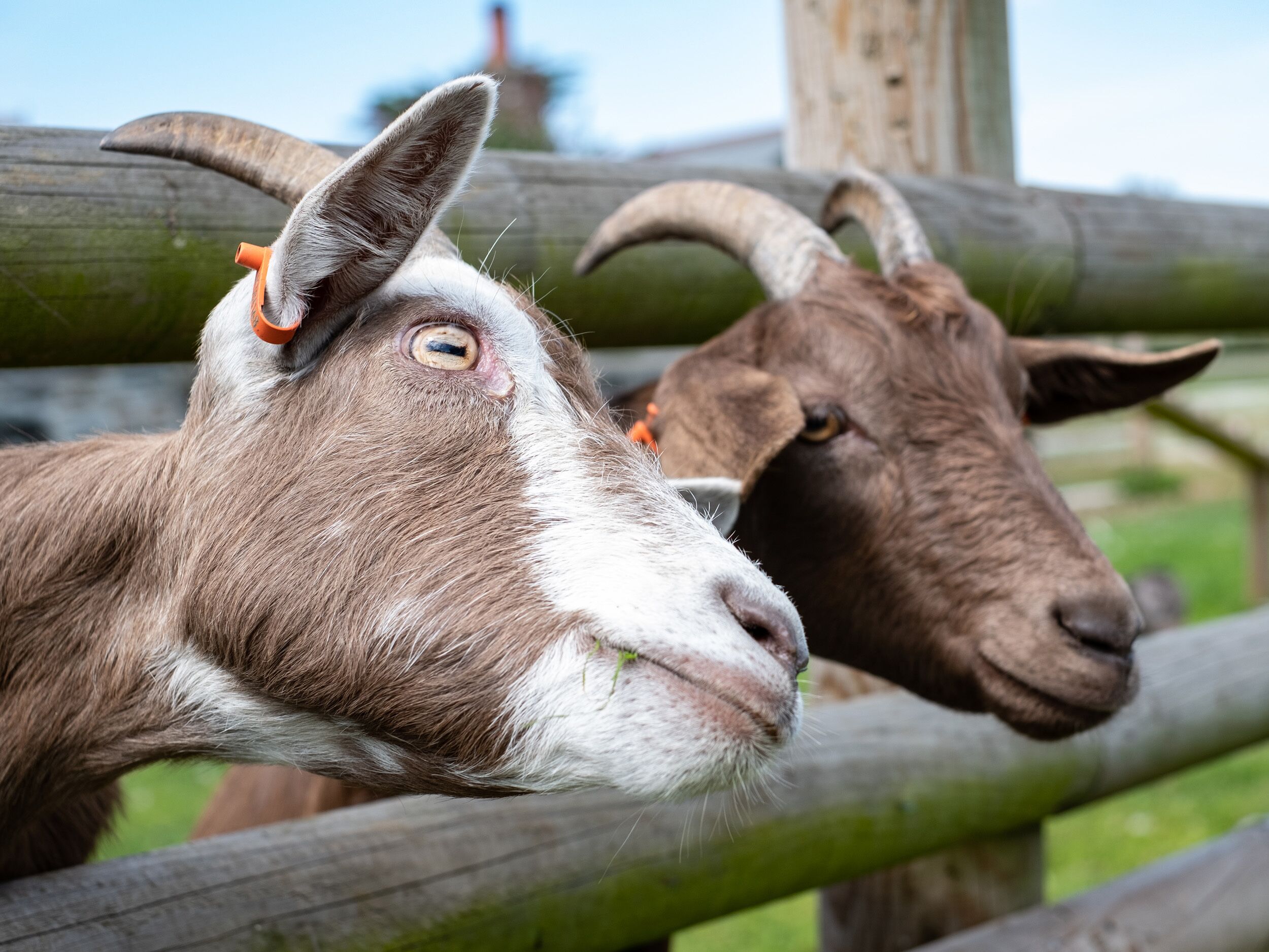 A close-up of two goats with prominent horns, one with a white face and the other with a brown face, behind a wooden fence.