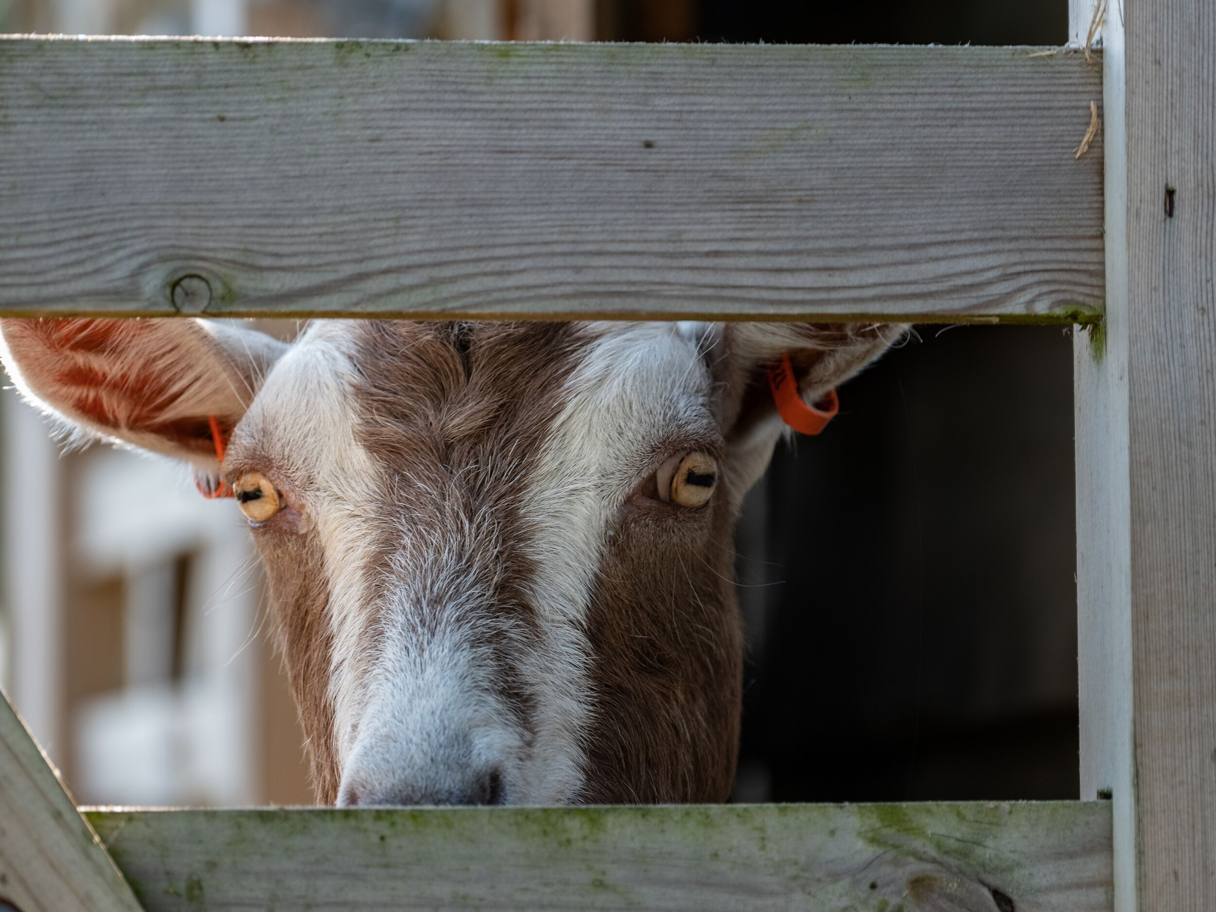 A wooden structure with a visible ear of an animal, possibly a goat, with a tag.