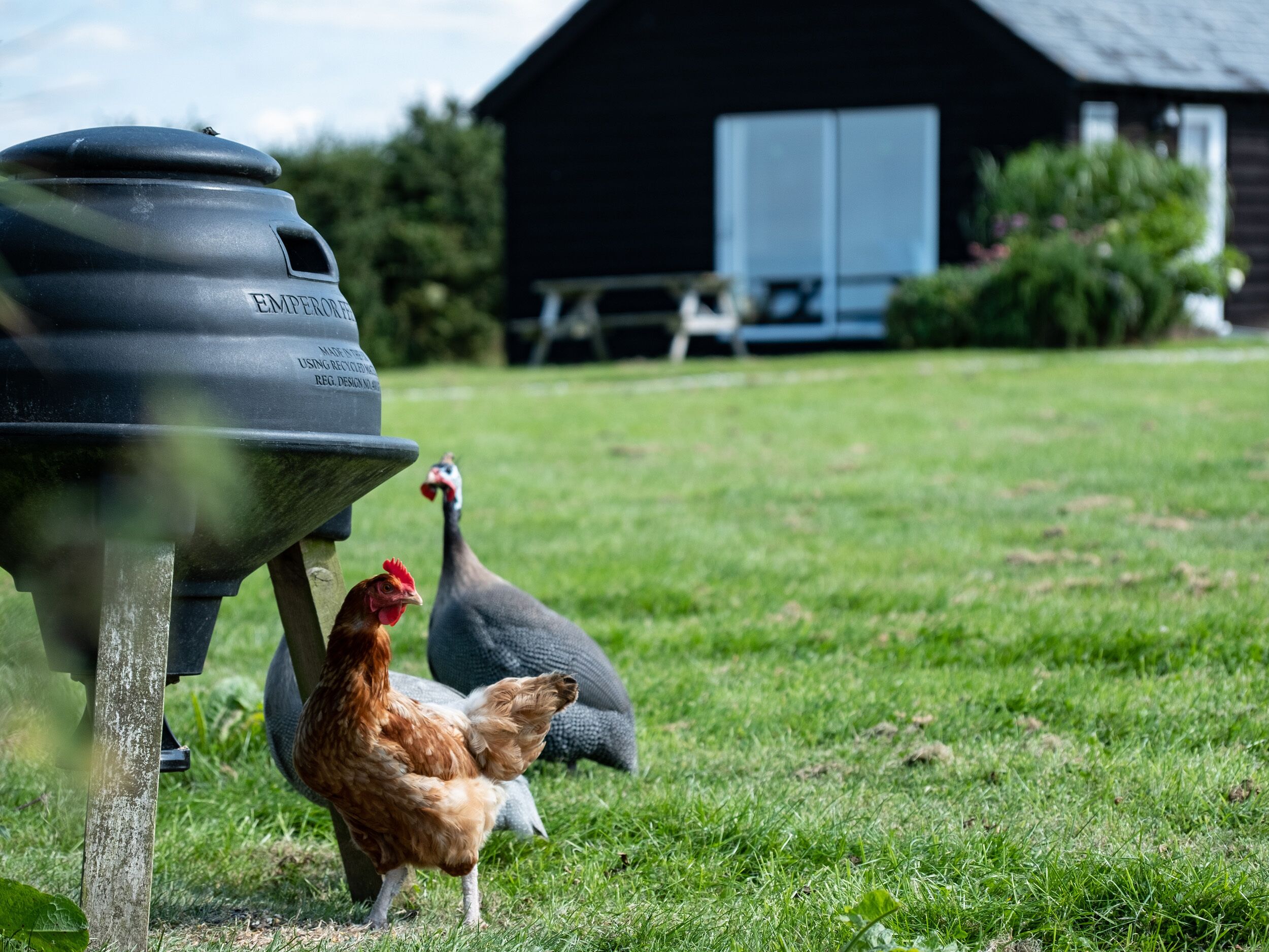 A chicken coop with a black structure and a white window.