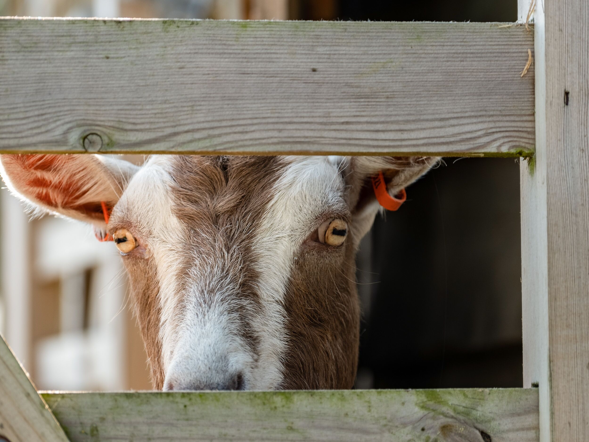 A close-up of a goat's face peeking through a wooden fence.