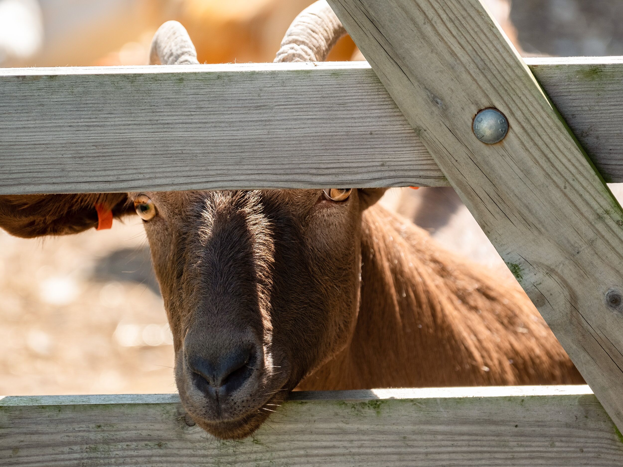 A close-up of a goat's face peeking over a wooden fence.