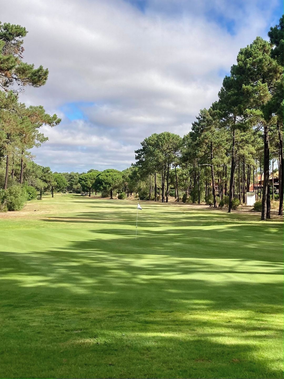 A golf course with a flagstick, surrounded by tall pine trees and a clear sky.
