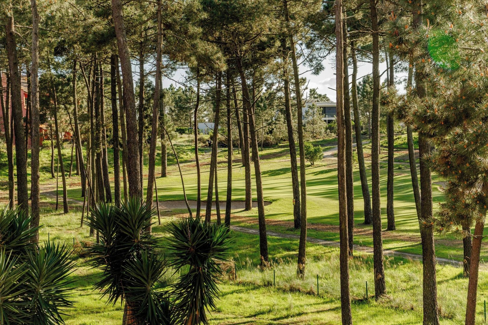 A golf course with tall pine trees and a well-maintained green.