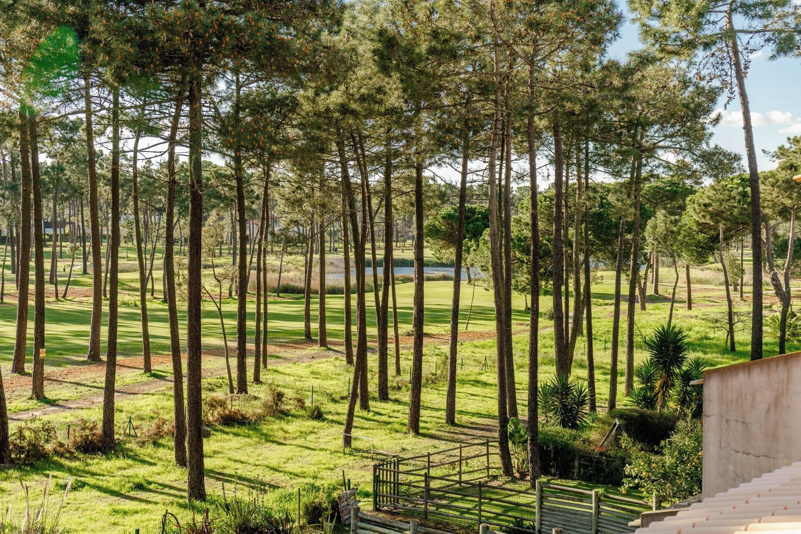 Een golfbaan met hoge pijnbomen en een heldere lucht.