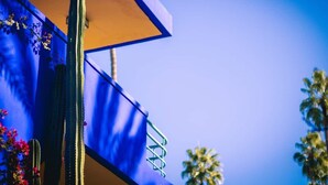 Un cactus alto frente a un edificio con fachada azul y amarilla.