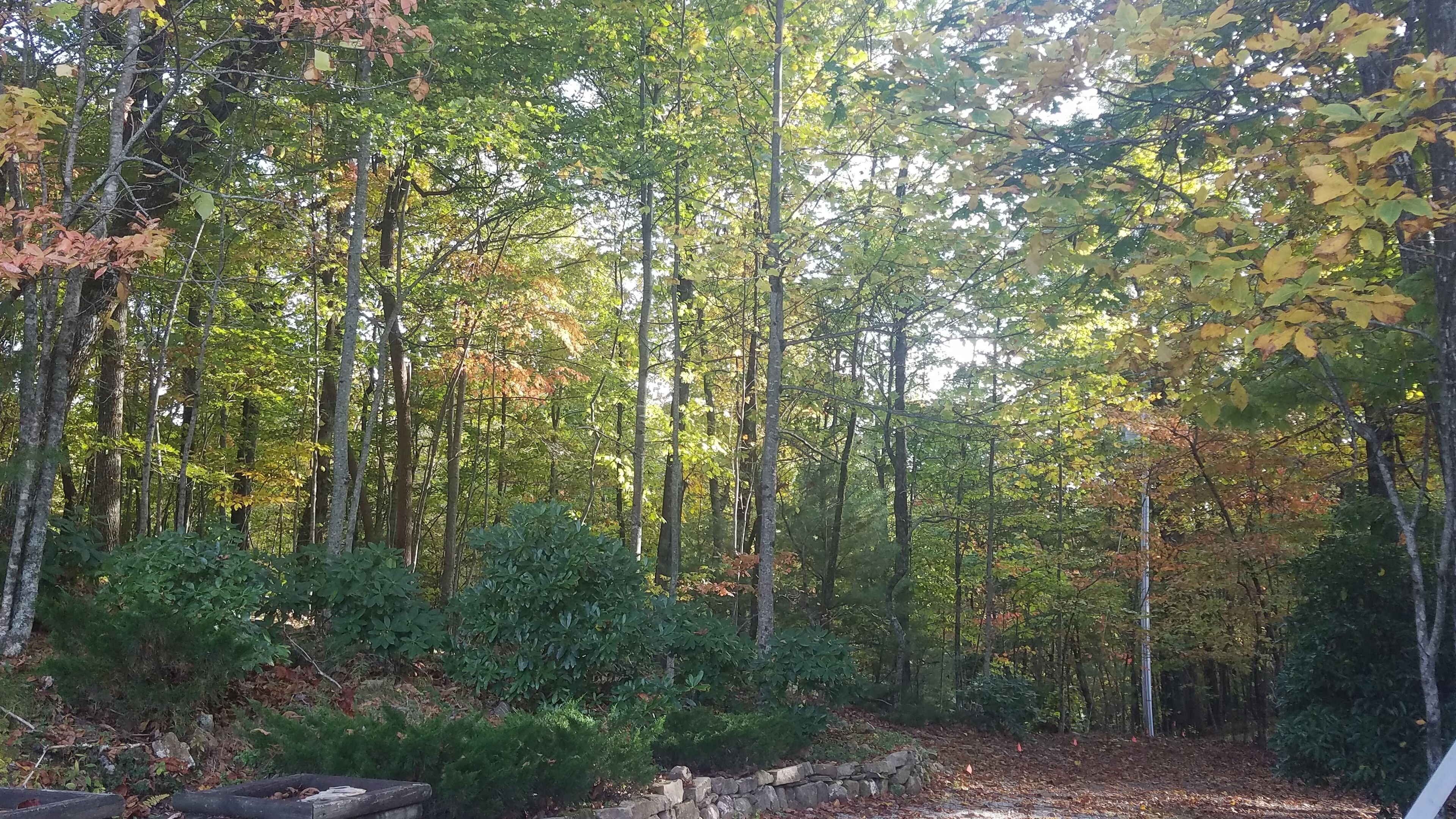 A forested area with tall trees and dense underbrush.
