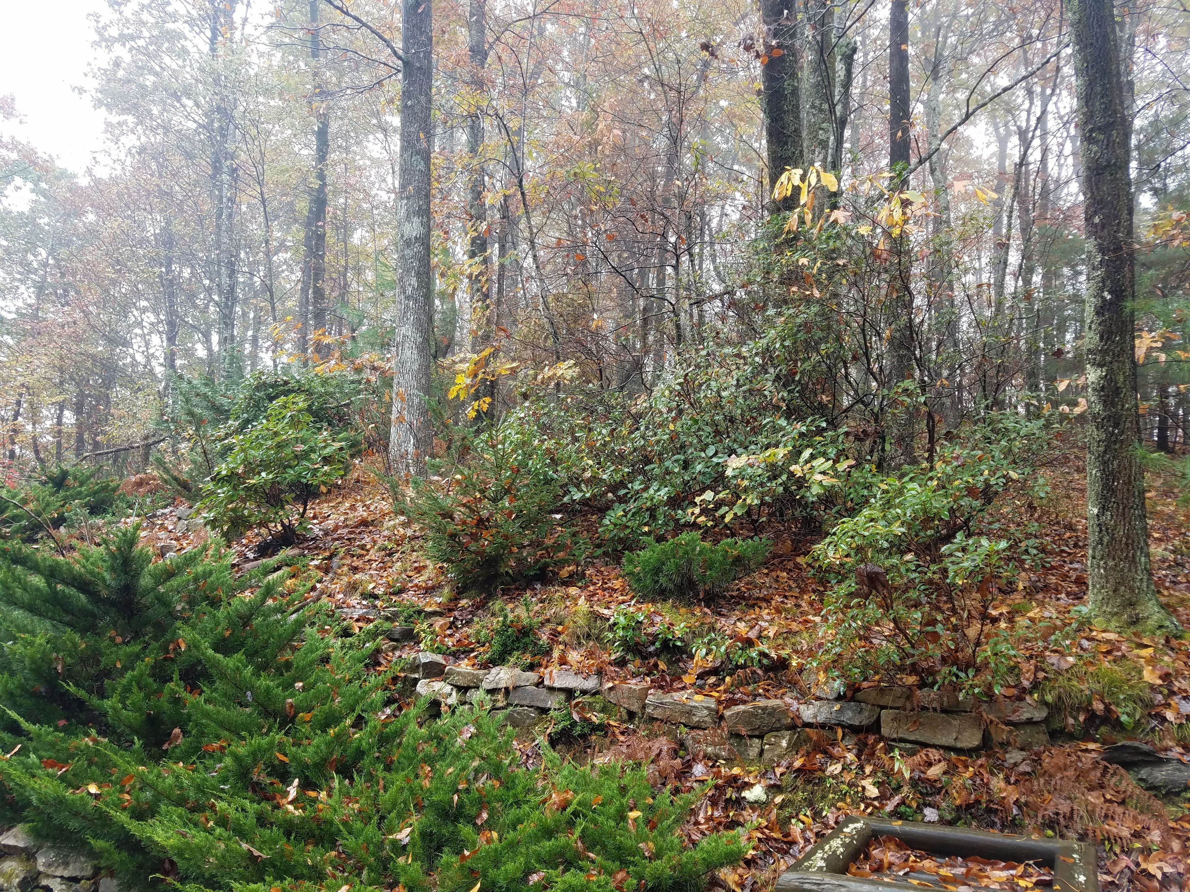 A forested area with a stone wall and dense foliage.