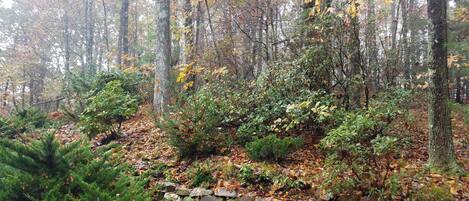 A forested area with a stone wall and dense foliage.