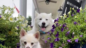 Two dogs on a porch with potted plants and a ceiling fan. - 2-bedroom Barn 1-bathroom Apartment Sleeps 7  (Parkton)