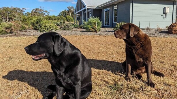 Zwei Hunde sitzen auf trockenem Gras vor einem Haus mit blauem Dach und grauem Mauerwerk.