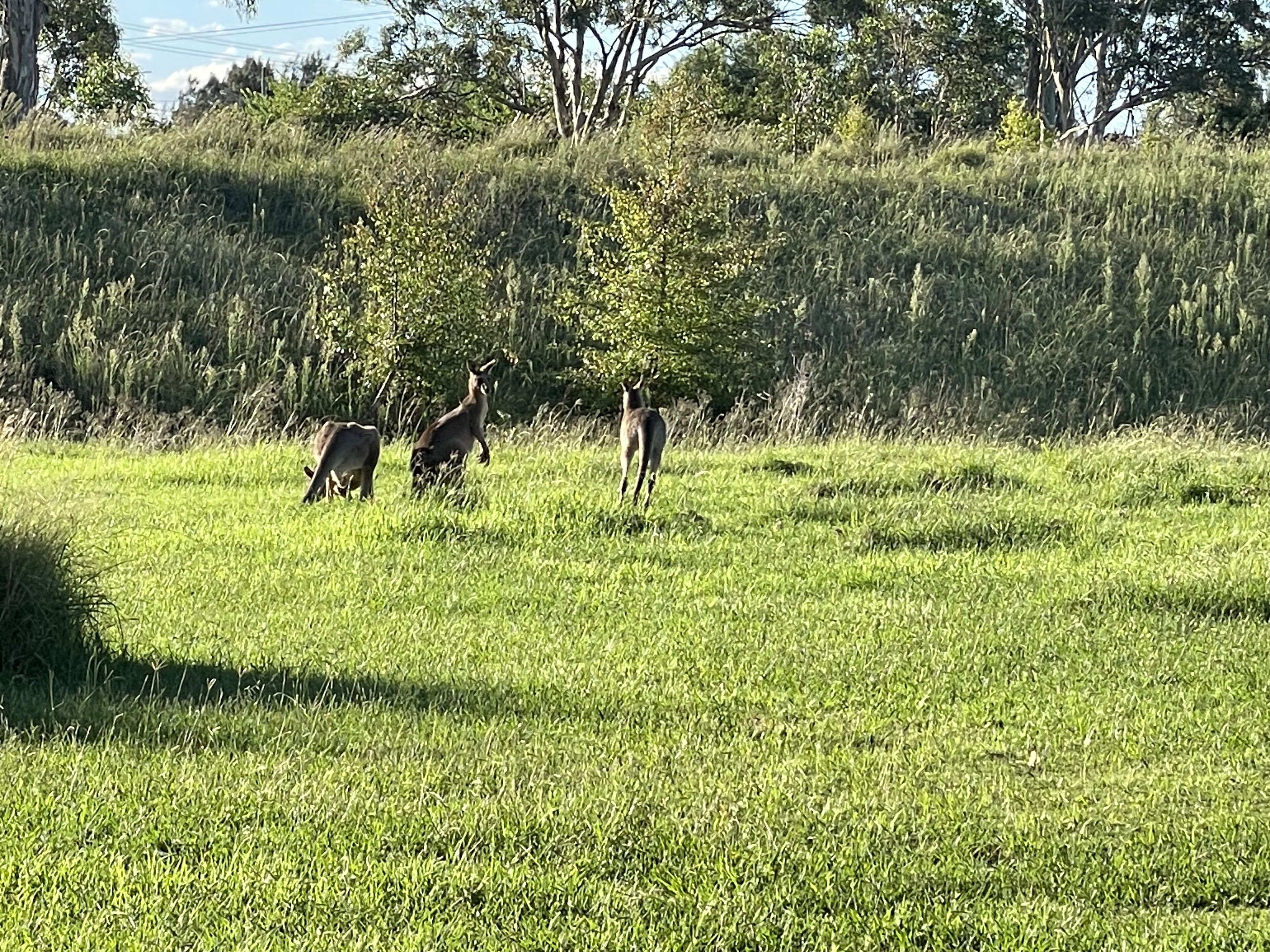 Un campo cubierto de césped con tres canguros.