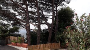 Vista d'alberes altes i una tanca de fusta en un jardí.