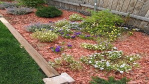 A garden with various plants and flowers, a wooden fence, and mulch. - Rancher's Capitol Lodge (Historic) - Steps away from the Capitol and Downtown (Cheyenne)