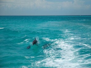 Ein Delfin springt aus dem Meer.