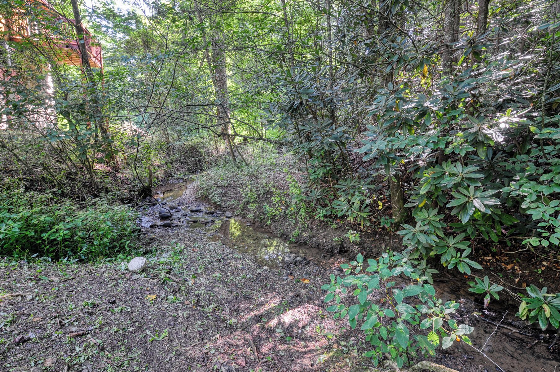 Ett skogsområde med en liten bäck och tät vegetation.