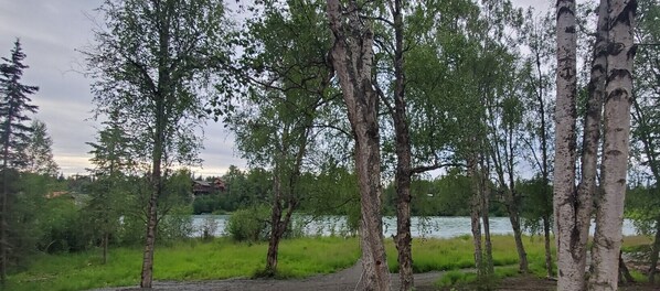 Een natuurlijk landschap met berkenbomen en een waterpartij.
