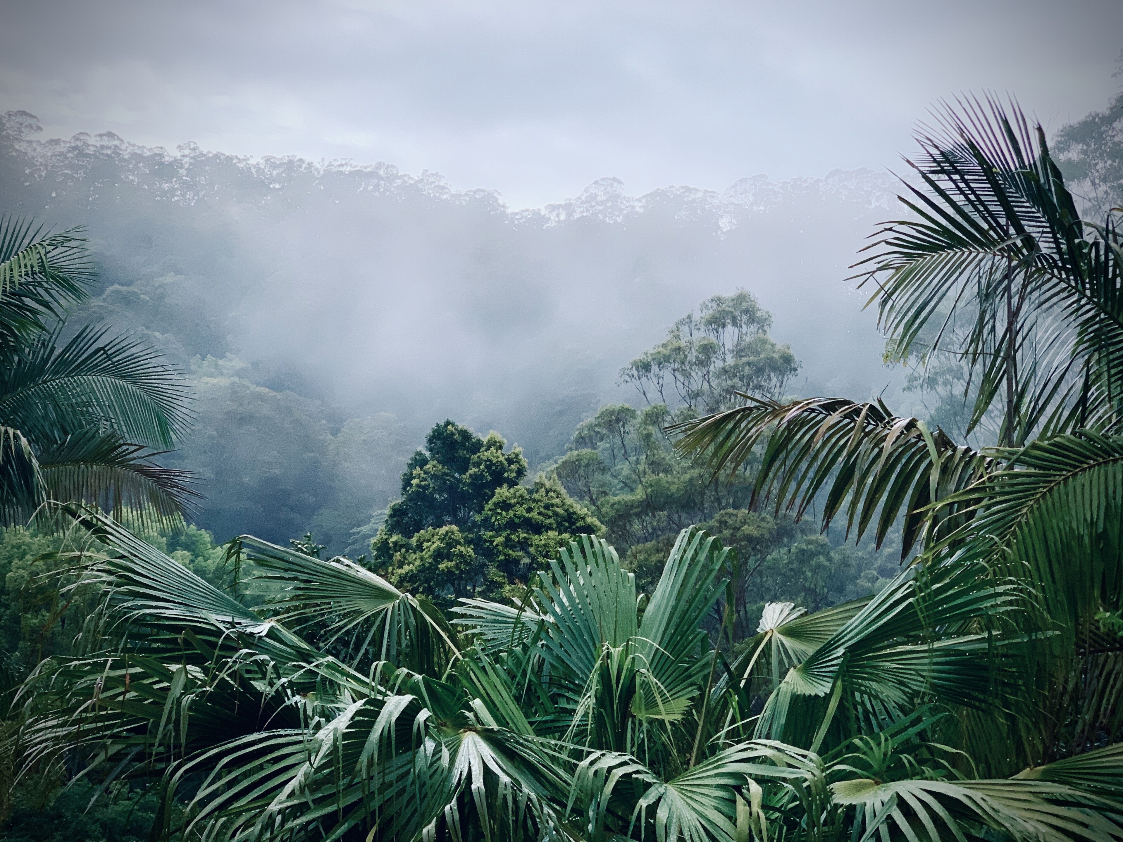 Una fitta foresta tropicale con diverse palme e una vegetazione lussureggiante.