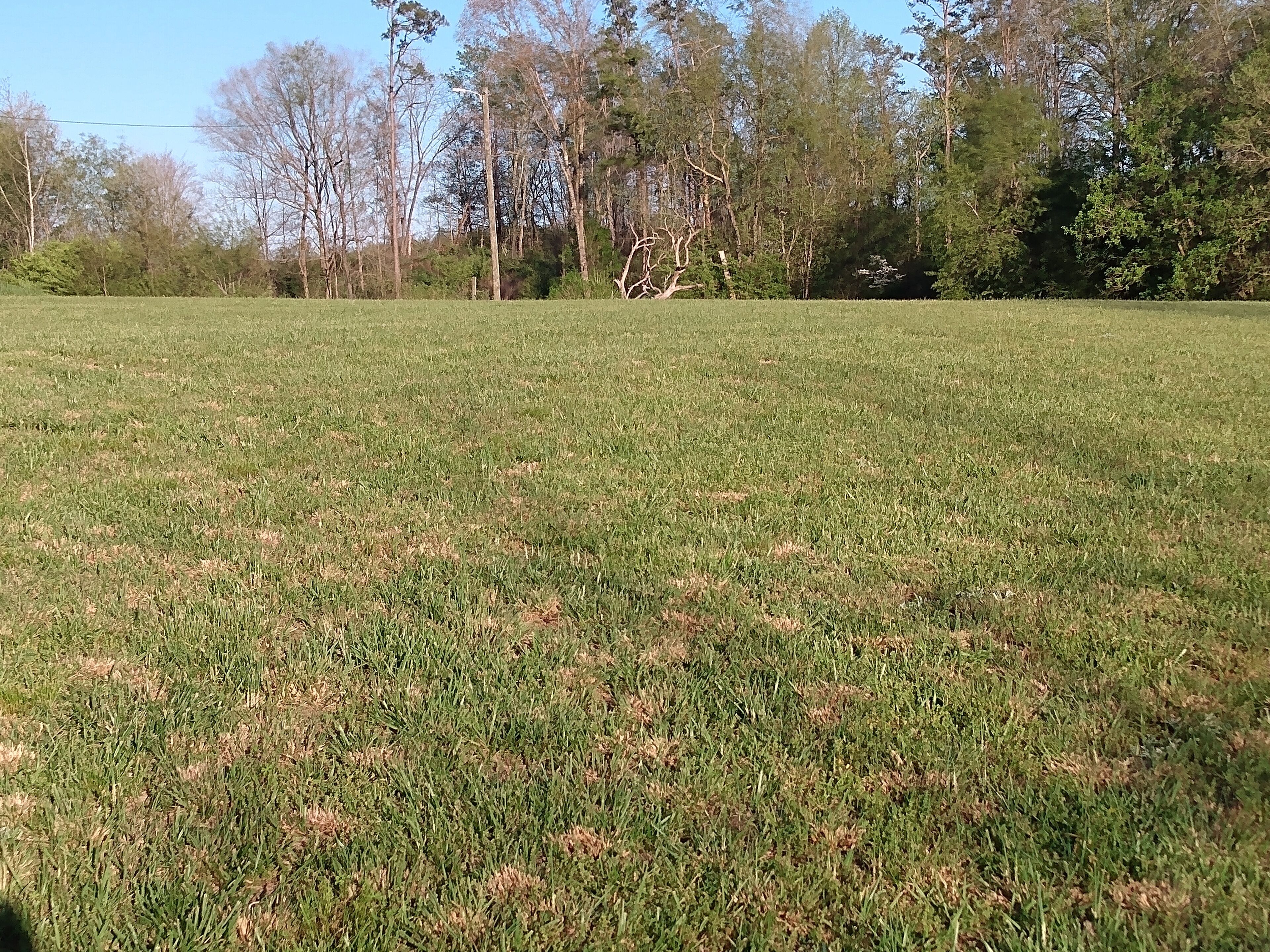 A grassy field with trees in the background.