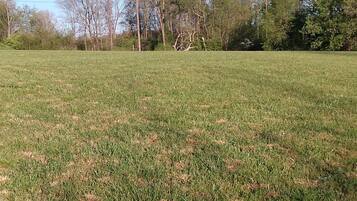 A grassy field with trees in the background.
