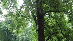 A stone pathway leading to a park with a large tree and a grassy area. - Citizen Arts Apartment in a heart of Radom (Radom)