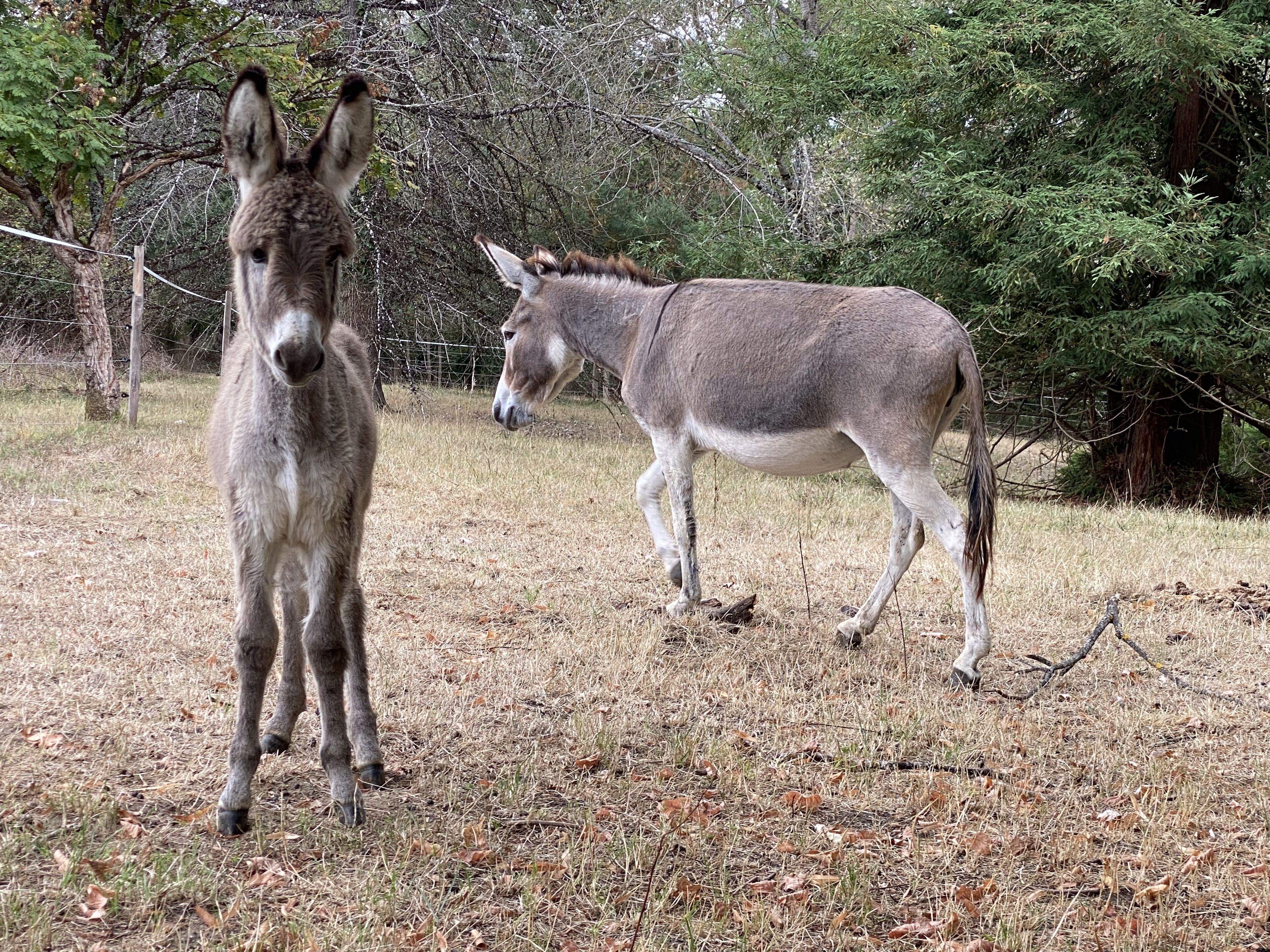A donkey and a horse in a fenced area with trees and dry grass.