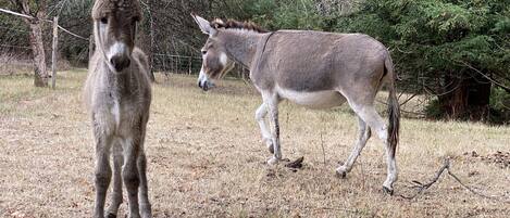 A donkey and a horse in a fenced area with trees and dry grass.