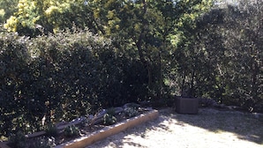 A garden with various plants and trees, wooden raised beds, and a gravel path.