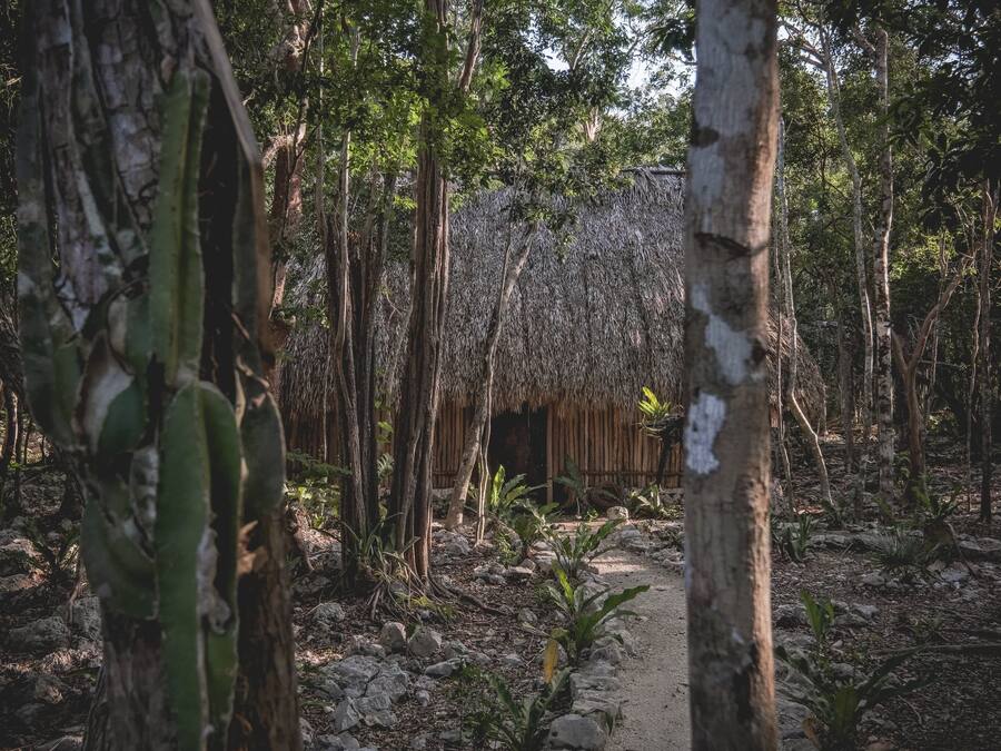Una cabaña de madera rústica rodeada de árboles y un sendero pedregoso.