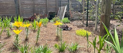 A garden with various plants and flowers, a wooden fence, and a structure in the background.