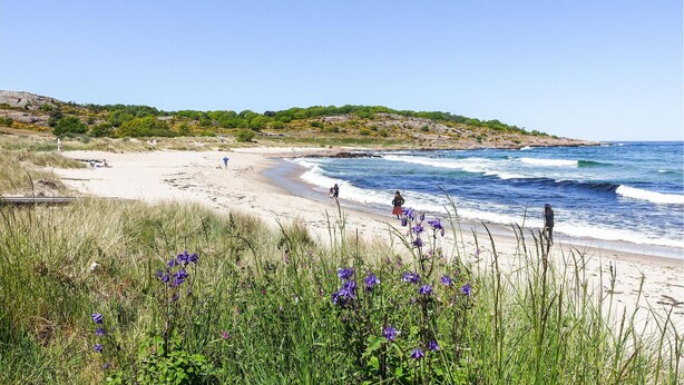 Une plage avec un ciel dégagé, des vagues et des fleurs violettes au premier plan.