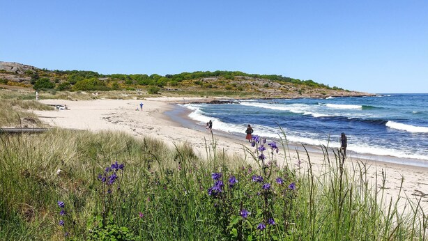 En strand med klarblå himmel, vågor och lila blommor i förgrunden.