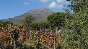 Property grounds - Casale Rendine Villa (Boscotrecase)