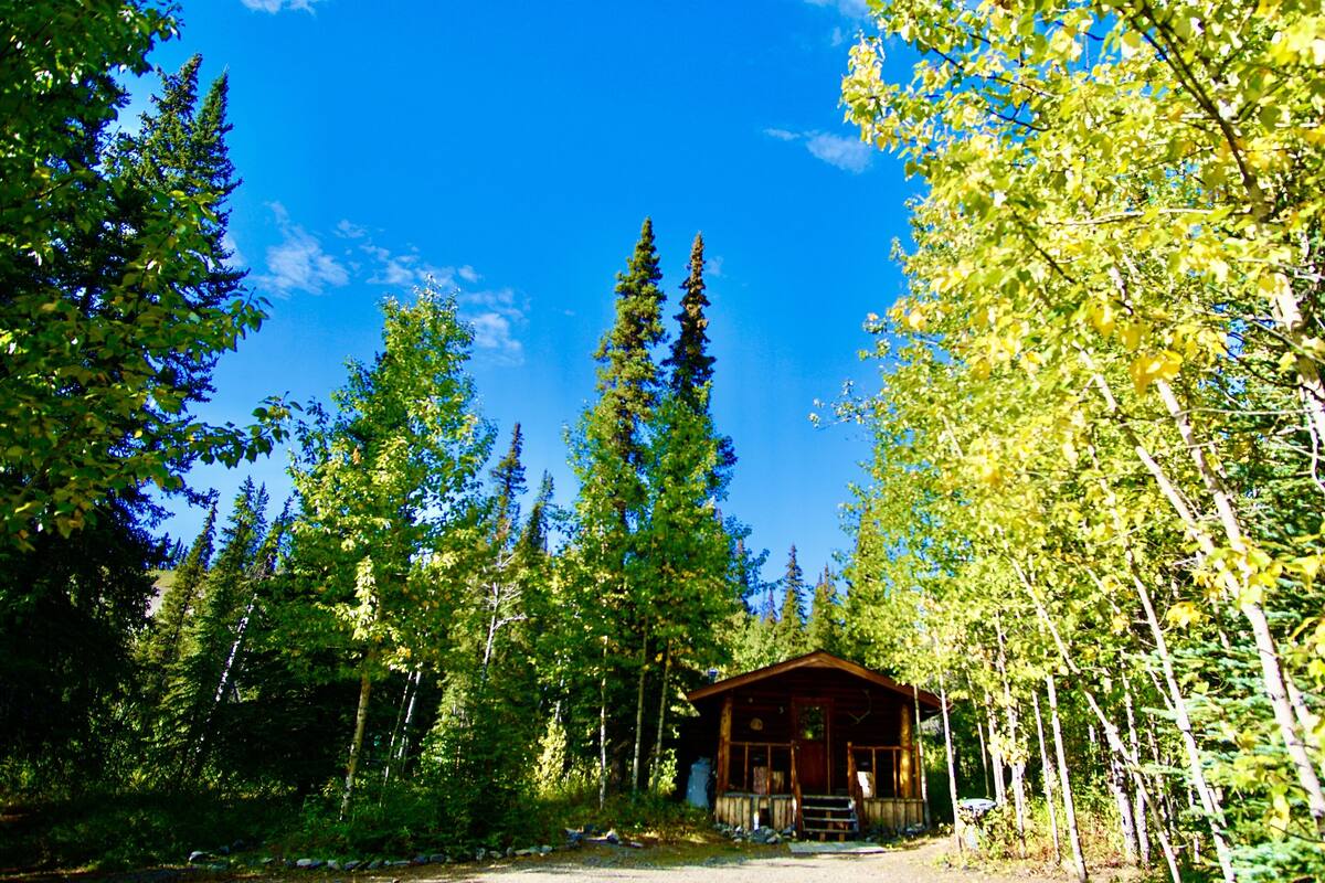 A cabin surrounded by tall trees and a clear blue sky.