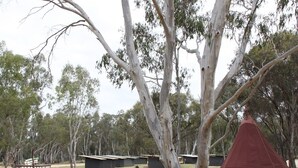 A campsite with tents and a small building, surrounded by eucalyptus trees. - GROUP CAMP ON MURRAY RIVER NEAR ECHUCA / MOAMA (Torrumbarry)