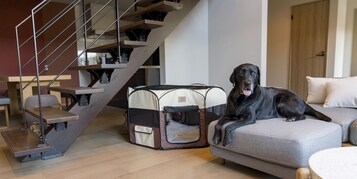 Una sala moderna con una escalera, una cama para mascotas y un perro grande.