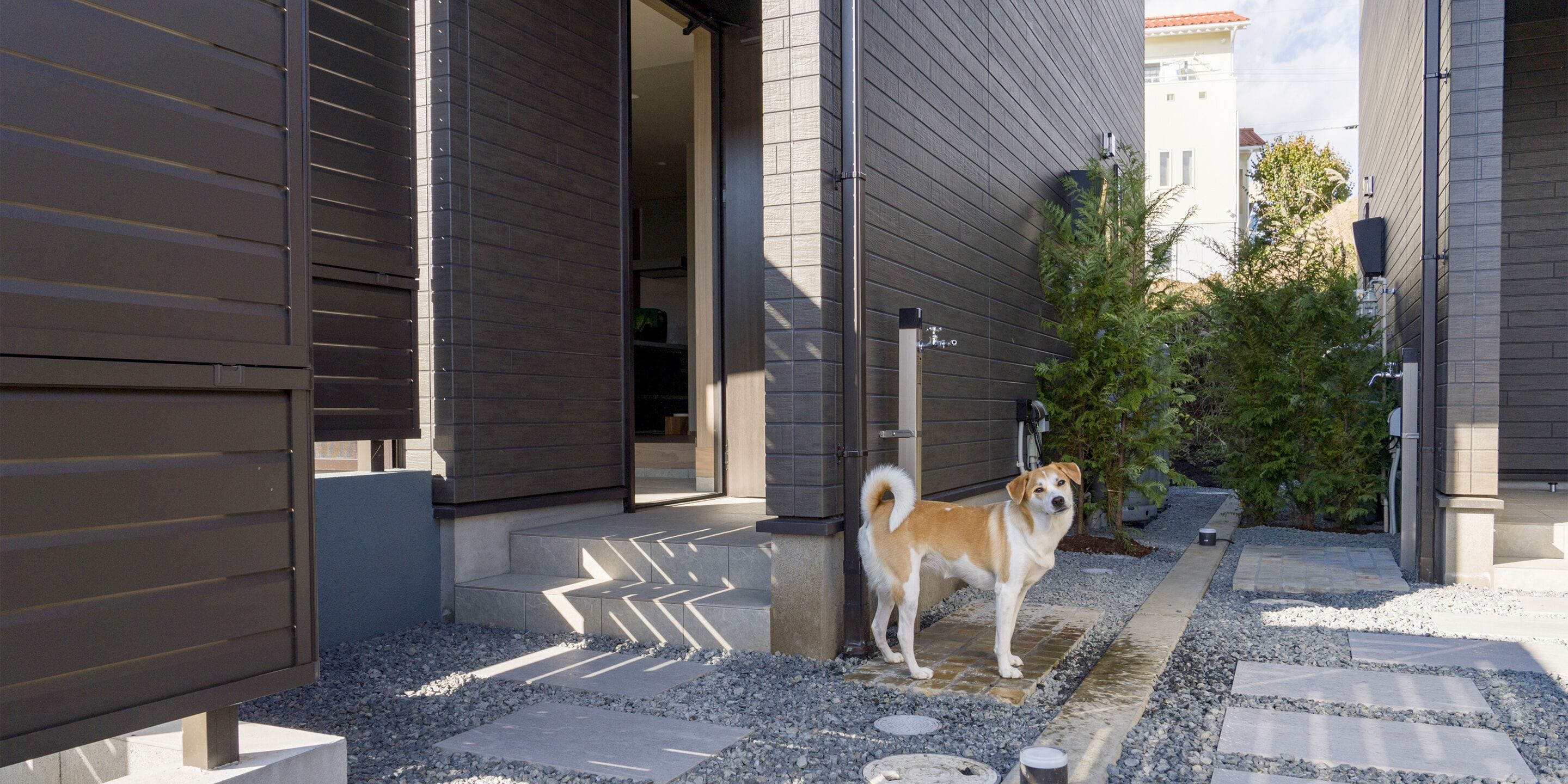 A dog standing on a stone pathway in front of a building with a modern design.