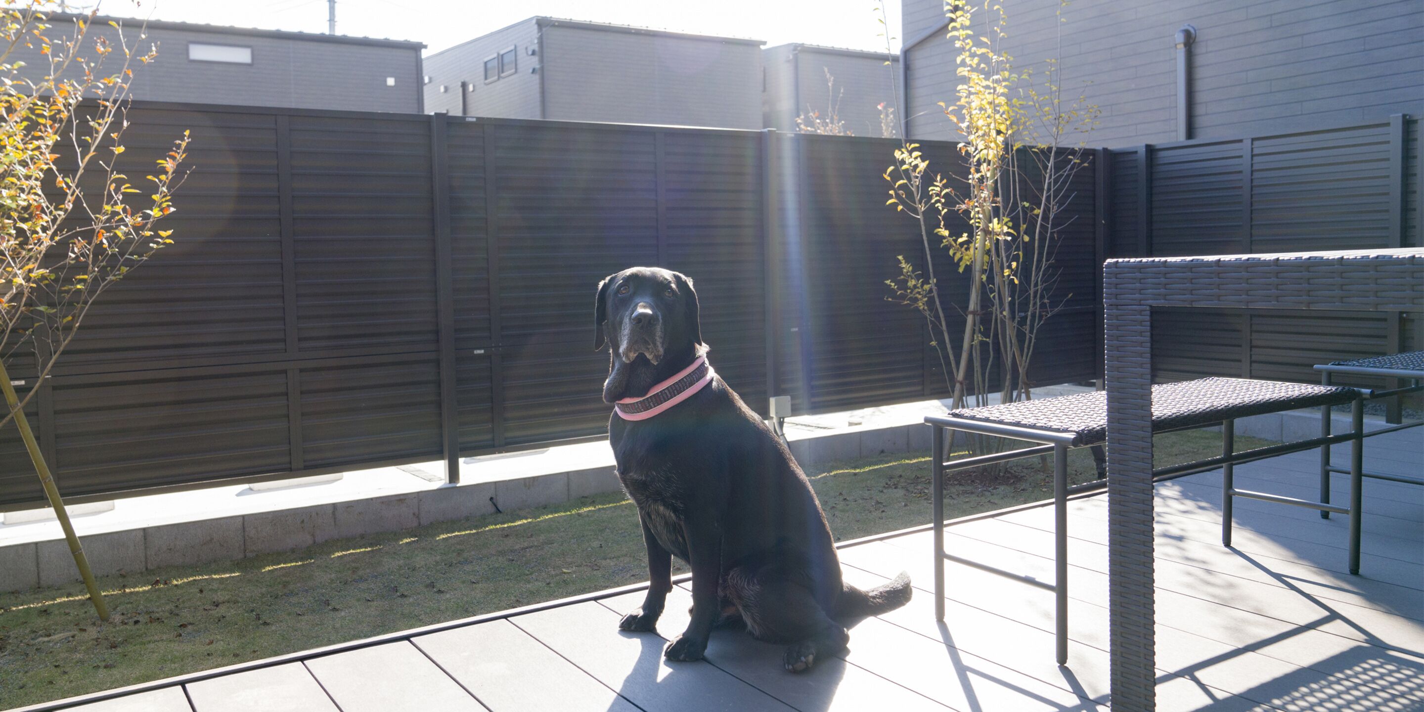 A dog sitting on a patio with a metal table and chair, a wooden fence, and a building in the background.