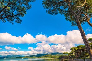 Un paysage côtier avec un ciel dégagé, une étendue d’eau et un arbre au premier plan.