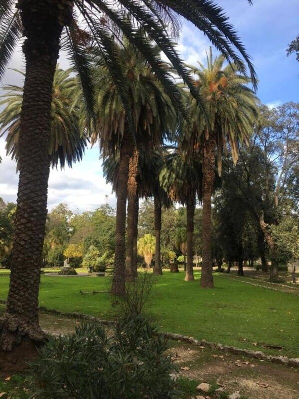 A park with tall palm trees and a well-maintained lawn.