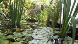 Een vijver met waterlelies en omliggende begroeiing.