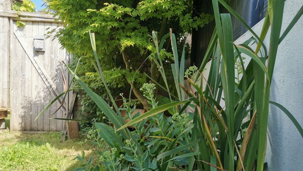 A garden area with a wooden fence, a tree, and various plants.