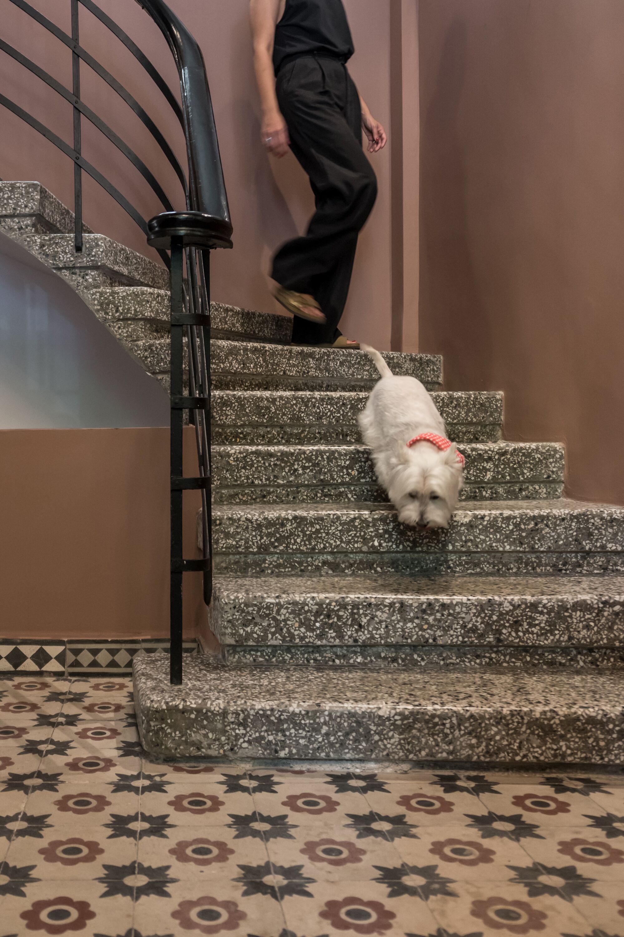 A dog on a staircase with a patterned floor and a metal handrail.