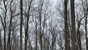 A small, single-story cabin with a covered porch and a staircase leading to the entrance. - Cozy, Relaxing, Getaway house in Big Bass community Poconos-3 mins walk to lake (Gouldsboro)