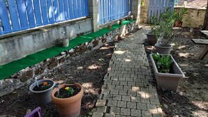 A garden pathway with a brick surface, bordered by a blue fence and various potted plants.