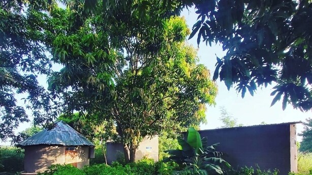Une petite cabane rustique, dotée d’un toit de chaume, entourée d’une végétation luxuriante et d’un arbre.