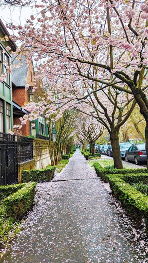 Property grounds - Walker's Paradise #1,Queen Anne Hill,2 adjacent parking lots,fencing backyard. (Seattle)