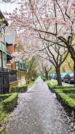 Walker's Paradise #1,Queen Anne Hill,2 adjacent parking lots,fencing backyard.