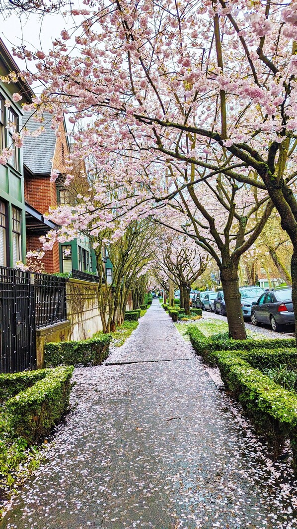 Property grounds - Walker's Paradise #1,Queen Anne Hill,2 adjacent parking lots,fencing backyard. (Seattle)